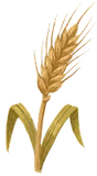Wheat